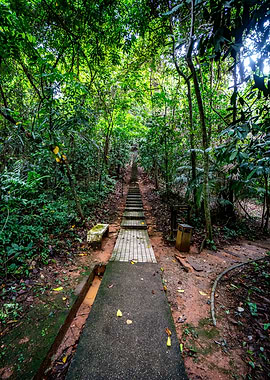 Forest Path with Steps