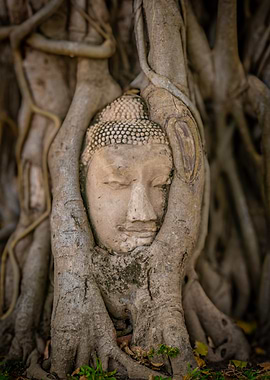 Buddha Head in Tree Roots