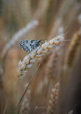 Butterfly on Wheat