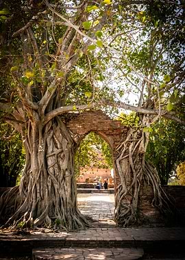 Tree Roots Archway