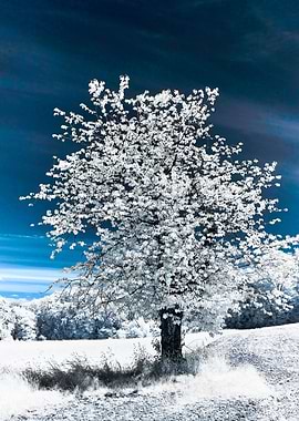 Infrared Tree Landscape