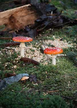 Red Mushrooms in Forest