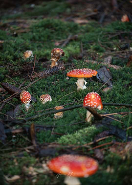 Red Mushrooms in Forest 2