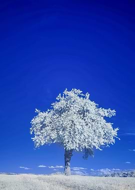 Infrared Tree Landscape