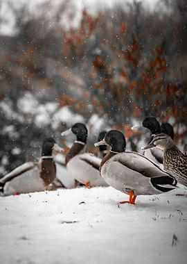 Ducks in Winter Snow