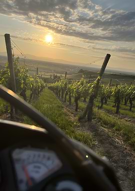 Sunset Vineyard Ride