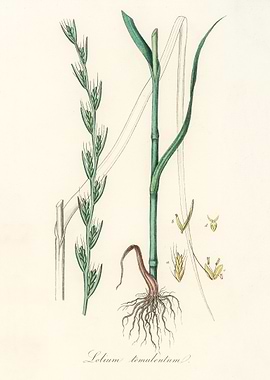 Botanical Illustration of Lolium temulentum