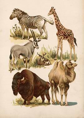 Wild Animal Illustration