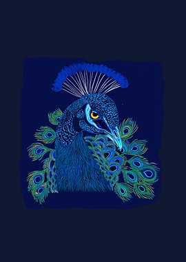 Peacock Illustration