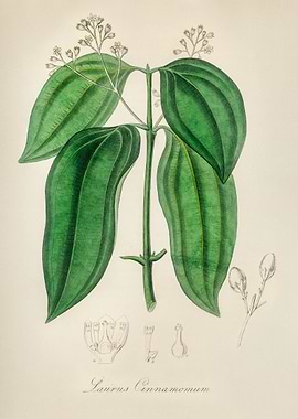 Cinnamon Plant Illustration