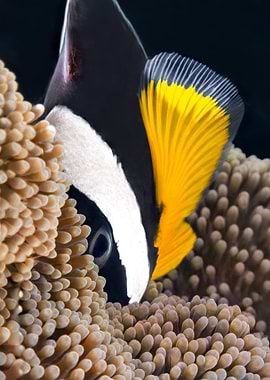 Black and Yellow Fish in Anemone
