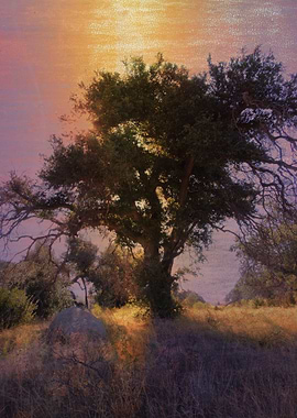 Wild Oak Landscape
