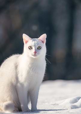 White Cat in Snow