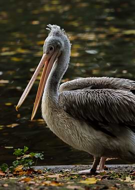 Pelican by the Water