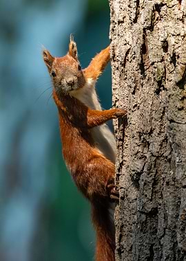 Red Squirrel on Tree