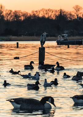Heron and Geese at Sunset