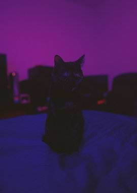 Black Cat in Purple Room
