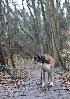 Boxer Dog in Forest