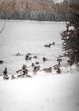 Ducks in Winter