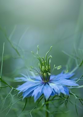 Nigella, Blue Flower with Green Stems