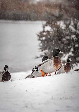 Ducks in Winter Snow