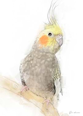 Cockatiel Bird Drawing