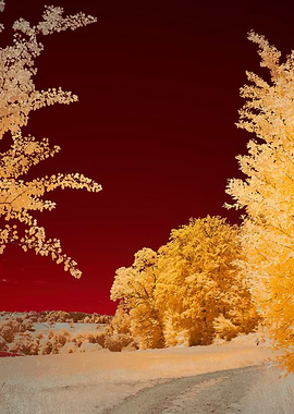Infrared Forest Path