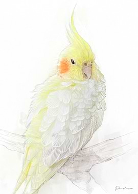 Yellow Cockatiel