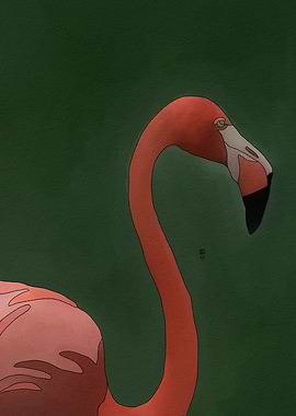 American Flamingo Illustration