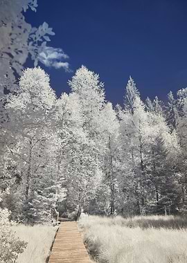 Infrared Forest Path