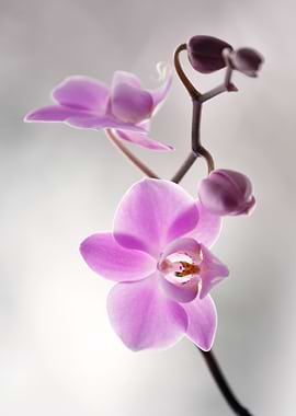 Pink Orchid Blossom