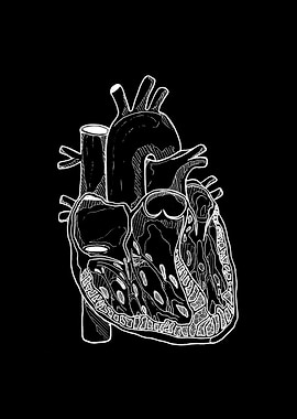Anatomical Heart Illustration