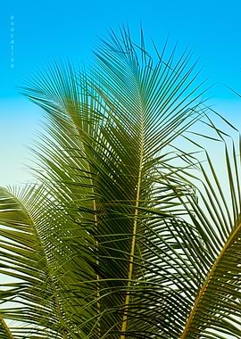 Palm Tree Fronds Against Blue Sky