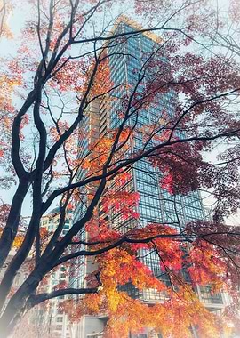 Autumn Leaves and Skyscraper