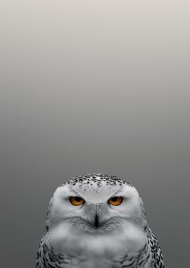 Snowy Owl Portrait