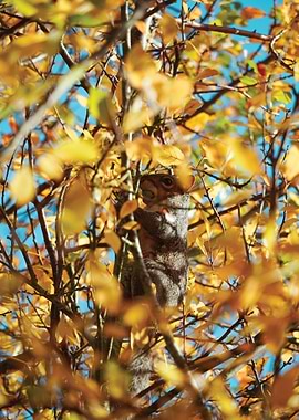 Squirrel in Autumn Tree