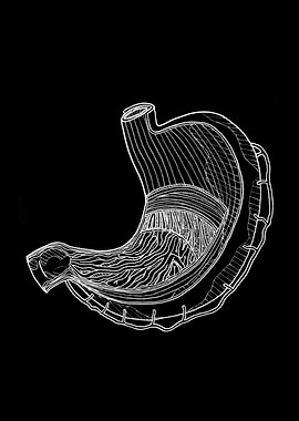 Human Stomach Anatomy