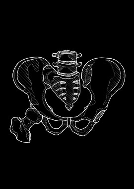 Human Pelvis Anatomy