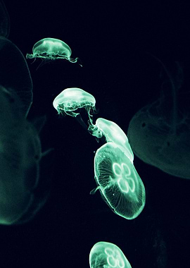 Mysteries of the Glowing Jellyfish