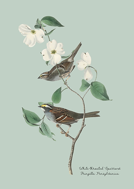 White-throated Sparrow