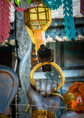 Pigeon on a Golden Ring