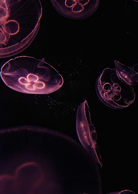 Mysteries of the Purple Jellyfish