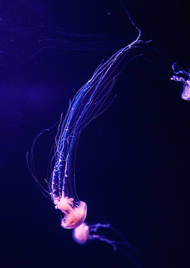 Mysteries of the Jellyfish