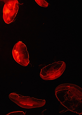 Mysteries of the Red Jellyfish