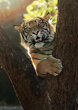 Playful tiger