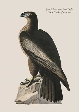 Great American Sea Eagle