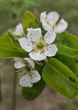 Fleurs de poirier