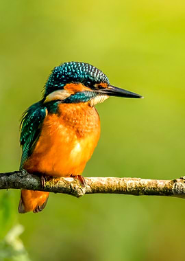Kingfisher on Branch
