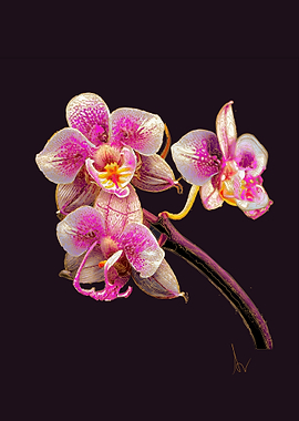 Pink Orchid Bloom