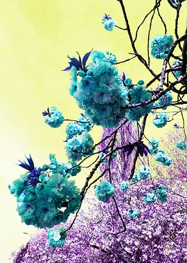 Blue and Purple Blossoms